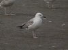 Caspian Gull at Hole Haven Creek (Steve Arlow) (124022 bytes)